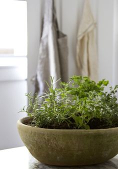 a close up of a plant in a pot on a window sill with curtains behind it