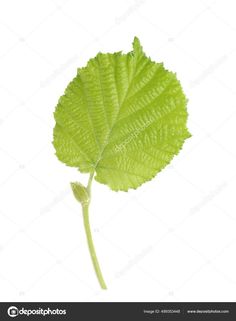 a single green leaf on a white background