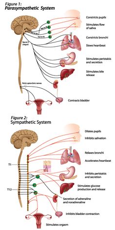 the anatomy of the human body and its major organs, including the heart, livers,