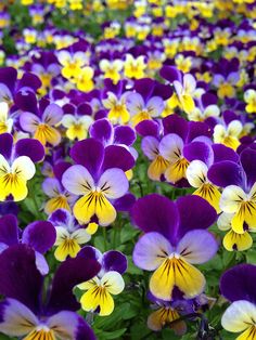 many purple and yellow pansies in a field