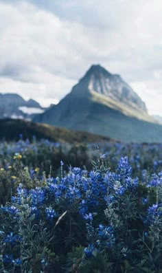 blue flowers in the foreground with mountains in the background