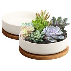 two white bowls filled with succulents on top of wooden bases next to each other