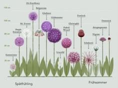 the different types of flowers are shown in this diagram