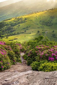 a path leading to the top of a hill with flowers growing on it and hills in the background