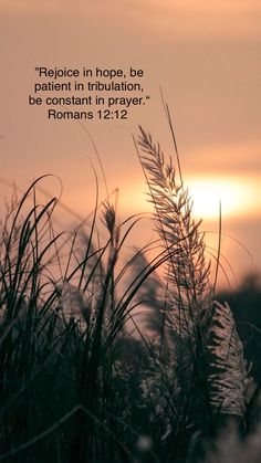 the sun is setting behind tall grass with a bible verse on it's side