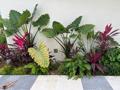 some plants are growing in front of a white wall