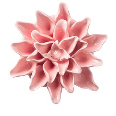 a pink flower is shown against a white background