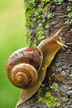 a snail climbing up the side of a tree