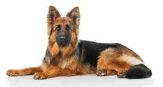 a german shepherd dog laying down on the ground