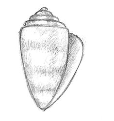 a pencil drawing of a shell