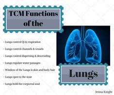 Functions of the Lung according to TCM Chinese Meridians, Organ Functions, Lung Meridian, Zen Flower, Natural Decongestant, Metal Element, Reflexology Chart