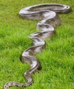 a snake that is in the grass with it's tail curled up to its side