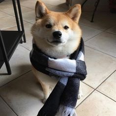 a dog is sitting on the floor wearing a scarf