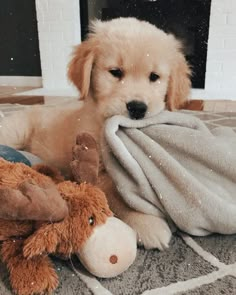 a puppy is laying on the floor next to a stuffed horse and teddy bear wrapped in a blanket