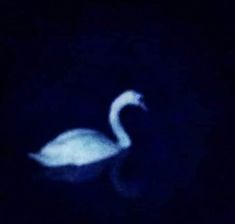 a blurry photo of a swan in the dark