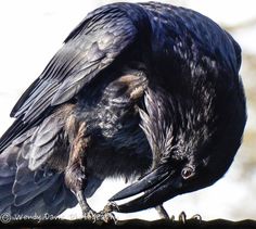 a large black bird sitting on top of a roof