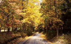 an empty road surrounded by trees in the fall