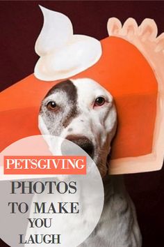 a dog with a hat on it's head and the words pets giving photos to make you laugh