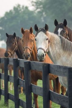 Horse Farm Aesthetic, Electric Fencing For Horses, Horse Sanctuary, Pony Animal, Types Of Fencing, Herd Of Horses, Horses Grazing, Fencing Options, Boarding Facility