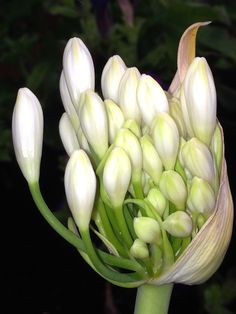 white flowers are blooming in the garden