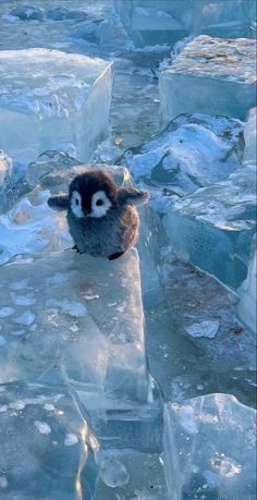 a small bird sitting on top of ice blocks