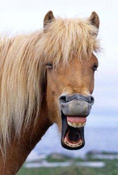 a horse with its mouth open showing it's teeth