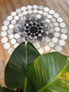 a large green plant sitting on top of a wooden floor next to a white and black rug