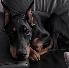 a black and brown dog laying on top of a couch