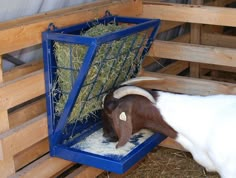 a goat eating hay from a blue bin in a pen with wooden pallets around it