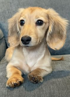 a small brown dog sitting on top of a couch