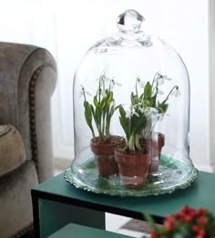 three potted plants under a glass clochel on top of a green table