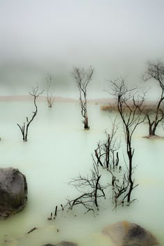 dead trees in the middle of a body of water