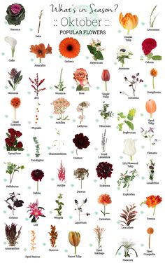 an illustrated poster with different types of flowers