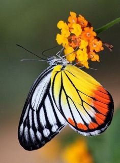 an orange and white butterfly resting on some yellow flowers