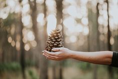 someone holding a pine cone in their hand with the words be you choose joy stay wild