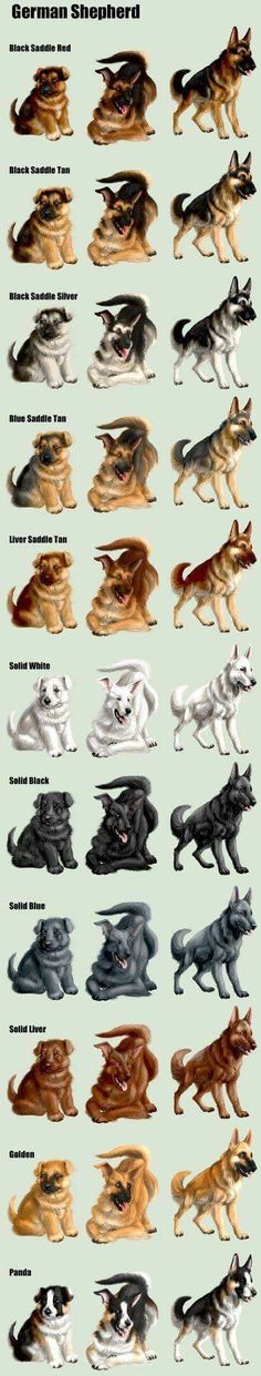 the different types of dogs are shown in this graphic style, and each dog has its own name on it