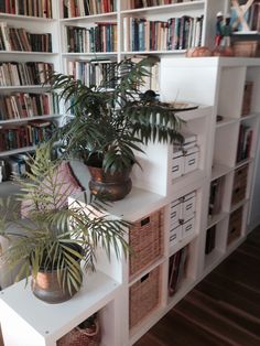 there are many bookshelves with plants on them