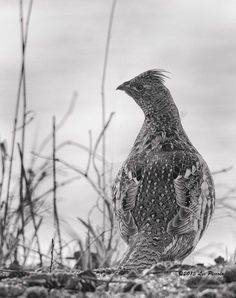 a black and white photo of a bird standing on the ground with grass in the background