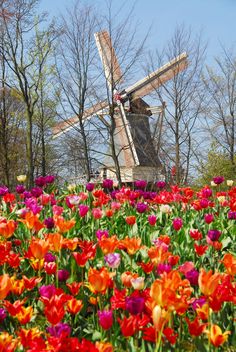 the windmill is surrounded by many colorful flowers