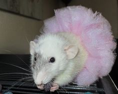 a white rat with a pink tutu on it's head