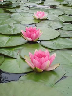 two pink water lilies floating on top of green leaves