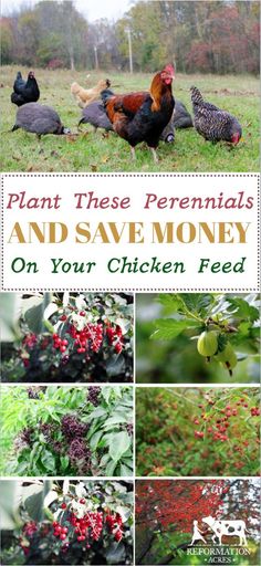 the cover of plant these perennials and save money on your chicken feed, with pictures of