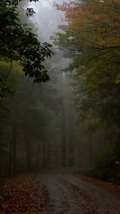 a foggy road in the woods with trees and leaves on both sides, surrounded by fall foliage