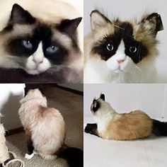 there are four different pictures of cats in the same photo and one is black, white, and brown