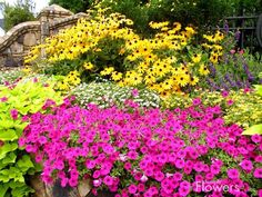 many different colored flowers in a garden