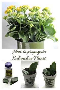 how to propagate kalanche plants in pots with instructions for growing them