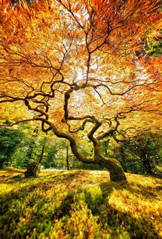 an orange tree in the middle of a field with grass and leaves on it's ground