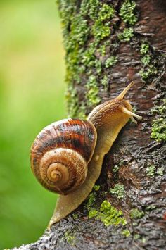 a snail climbing up the side of a tree