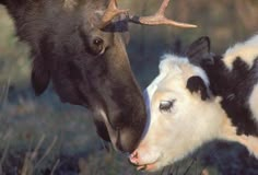 two cows with horns on their heads are facing each other in the grass and one cow has its nose to another cow's head