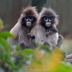 two monkeys sitting on top of each other